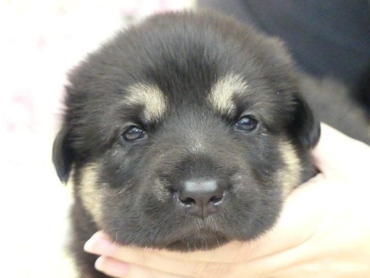 chinook puppy